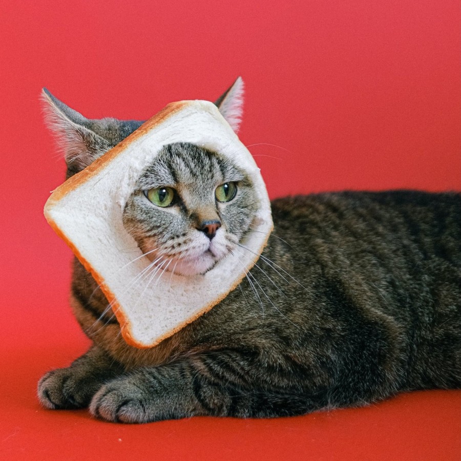食パンを顔にはめるて寛ぐ面白い猫
