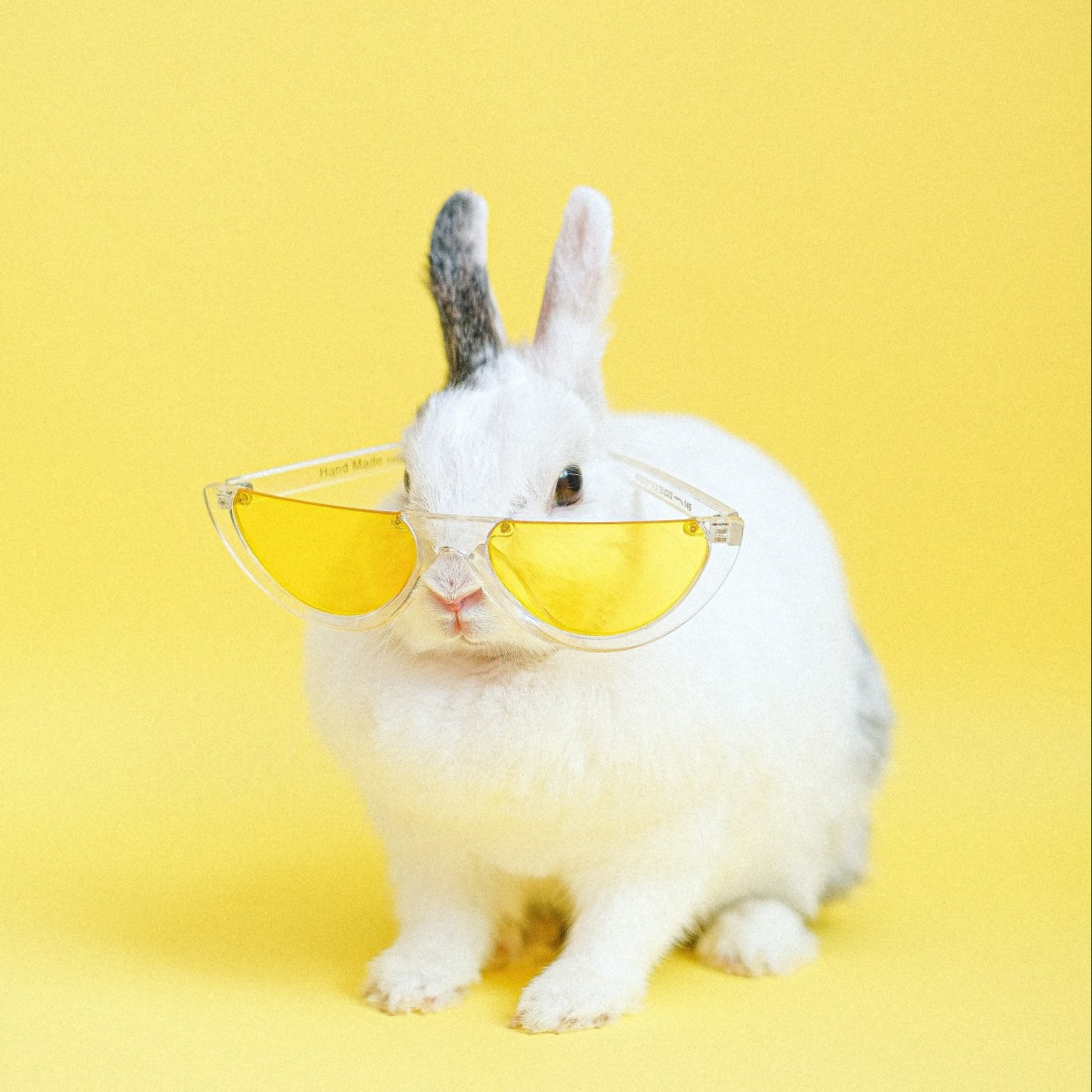 黄色いサングラスをかけるウサギ