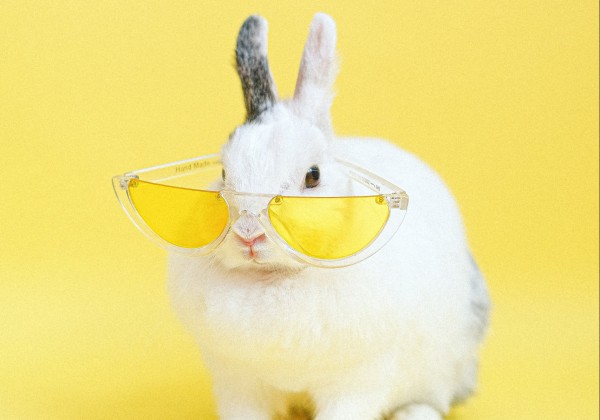 黄色いサングラスをかけるウサギ