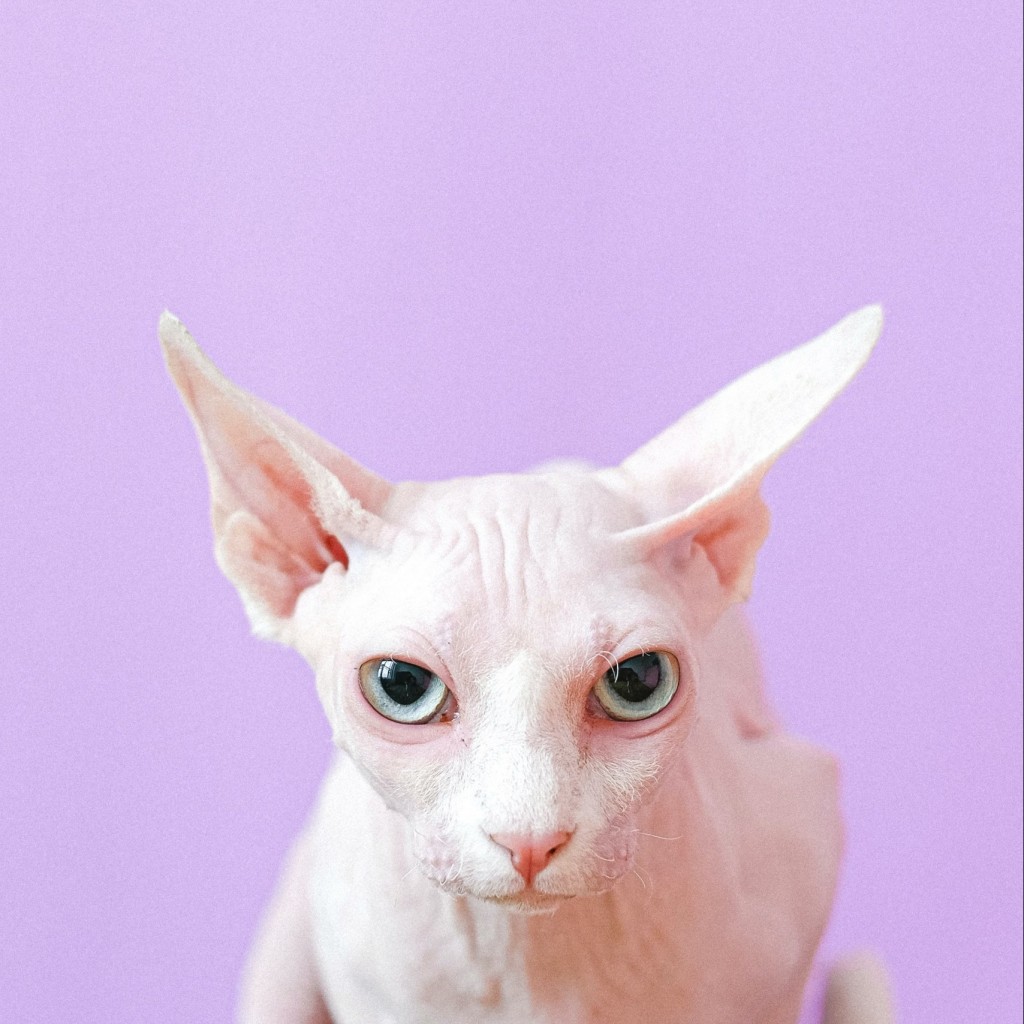 毛のない白い猫