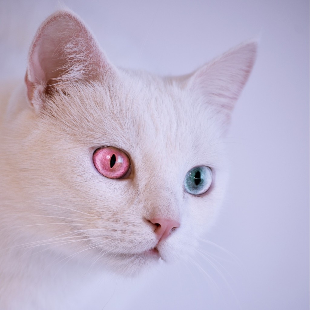 ピンクと青のオッドアイの白猫